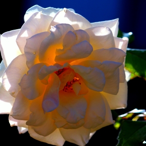 Back Lit 