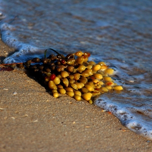 Beach Plant 