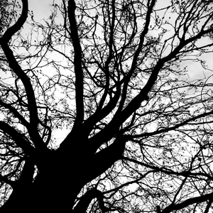 Black Branch 