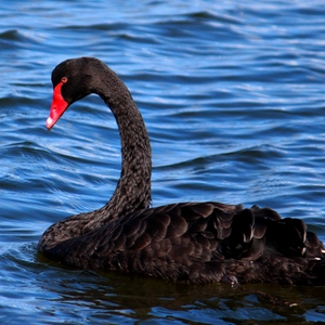 Black Swan 