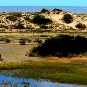 Bush Dunes 