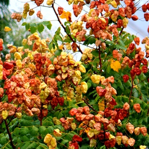 Chilli 