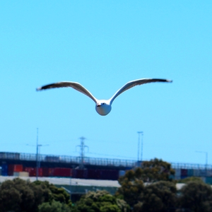 City Bird 