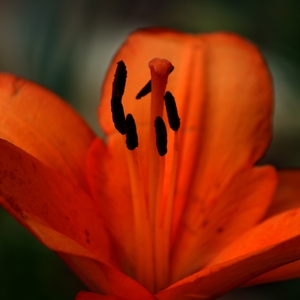 Close Up Beauty 
