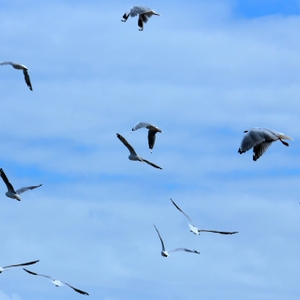 Flock 