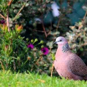 Flower Bird 