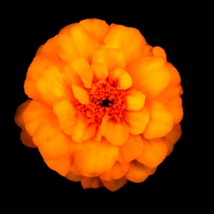 Flower of the  Sun 
