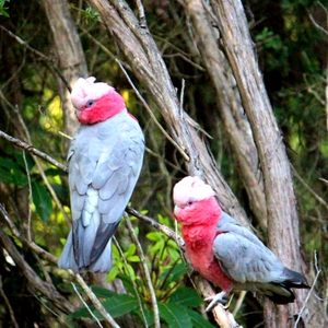 Gallah 
