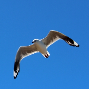 GullFlight.JPG