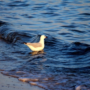 GullLittleWave.JPG