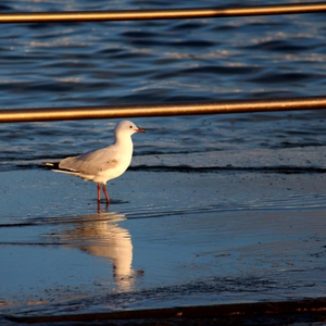 GullRefelection.JPG