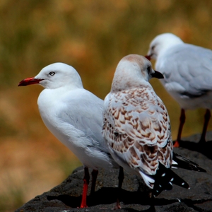 Gulls.JPG