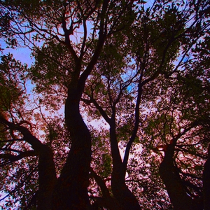 HighLeaves.JPG