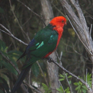 KingParrot.JPG