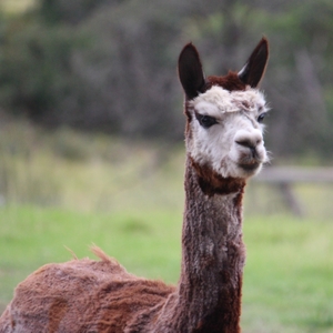 Lama1.JPG