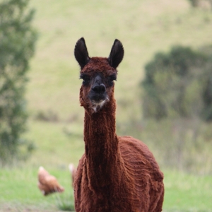 Lama2.JPG