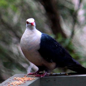 LargePigeon.JPG