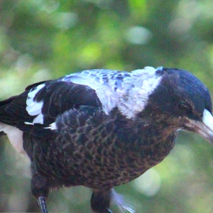 Magpie.JPG