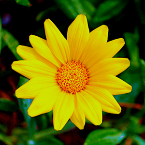 MoreYellow.JPG