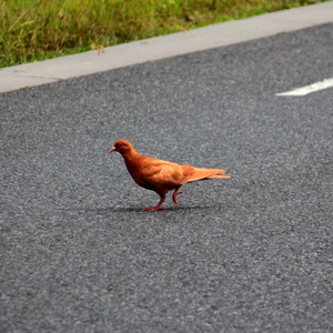NotAChicken.JPG
