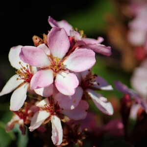 PinkFlower.JPG