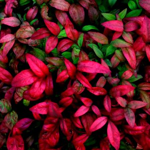 RedGreen.JPG