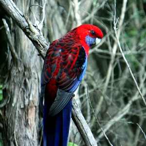 Rosella.JPG