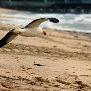 SeaBirdFlight.JPG