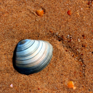 Shell.JPG