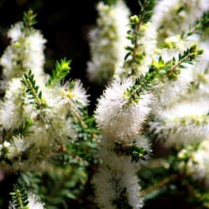 SnowFlower.JPG
