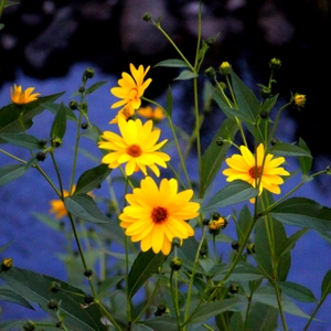 SplashOfYellow.JPG