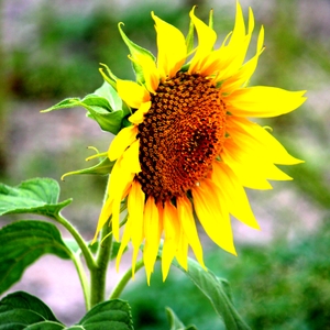 Sunflower.JPG