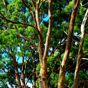 UrbanForest.JPG