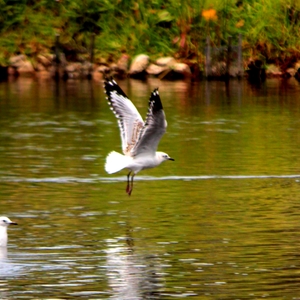 WaterFlight.JPG