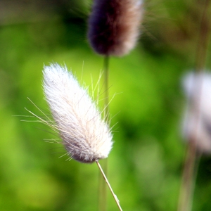 WhitePuffFlower.JPG