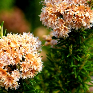WildFlower.JPG