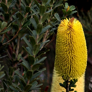 YellowBanksia.JPG