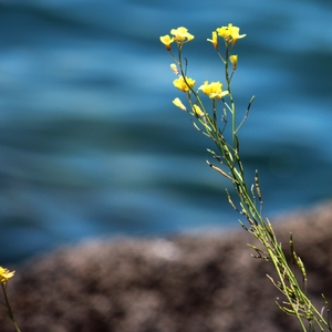 YellowWater.JPG
