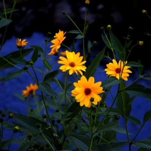 YellowYellowYellow.JPG